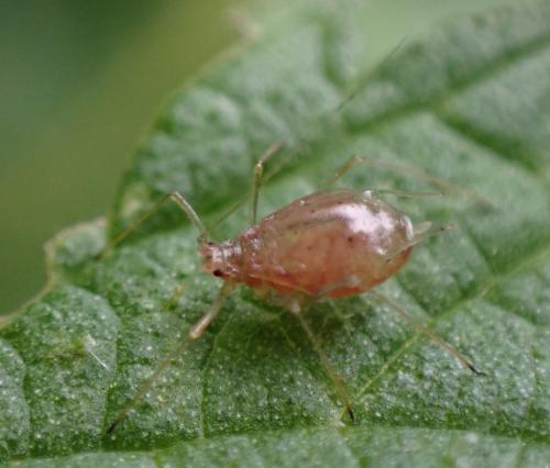Microlophium carnosum